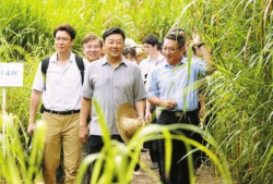 青草在线视频,探寻自然之美，感受生命律动